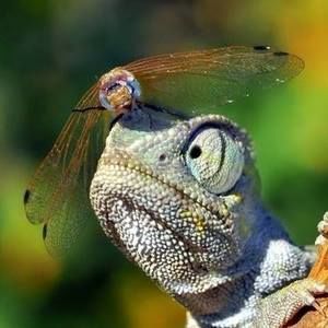 Meet your Posher, Patty